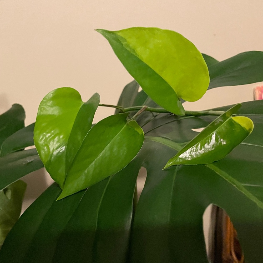 Rare half moon neon pothos cutting